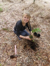 Planting in Keauhou Ranch soil