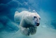 Diving polar bear