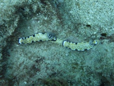 A pair of nudibranch