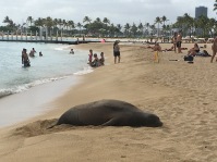 Endangered Monk seal sleeping on Waikiki Beach. Seal don't care!