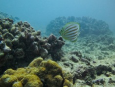Hawaiian reefs
