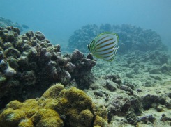 Hawaiian reefs