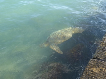 Green sea turtle off the pier in Waikiki