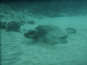 Green sea turtle sleeping at a reef near Waikiki